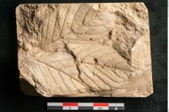 Foto (Detailansicht) von Rhamnus frangula L. (NHMW-GEO-2024-0188-11624)